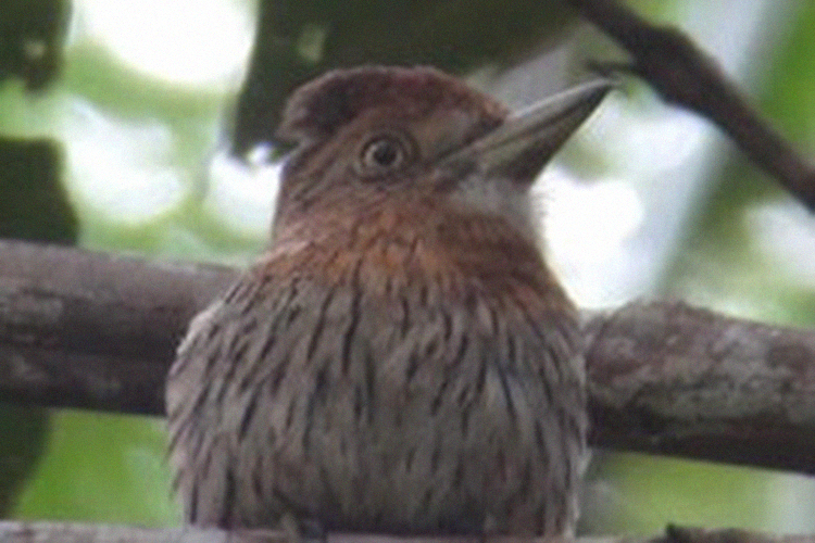 Pássaro 'Nystalus obamai', uma homenagem ao ex-presidente americano Barack Obama. A ave possui um bico forte e habita a beira de florestas de terra firme com mais de 15 metros de altura. Pode esperar pacientemente por até uma hora antes de atacar sua presa, voando de três a oito metros para dar o bote. Se alimenta de lagartas e outros artrópodes Pássaro 'Nystalus obamai', uma homenagem ao ex-presidente americano Barack Obama. A ave possui um bico forte e habita a beira de florestas de terra firme com mais de 15 metros de altura. Pode esperar pacientemente por até uma hora antes de atacar sua presa, voando de três a oito metros para dar o bote. Se alimenta de lagartas e outros artrópodes
