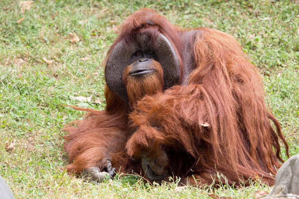 Orangotanto Chantek, do zoológico de Atlanta