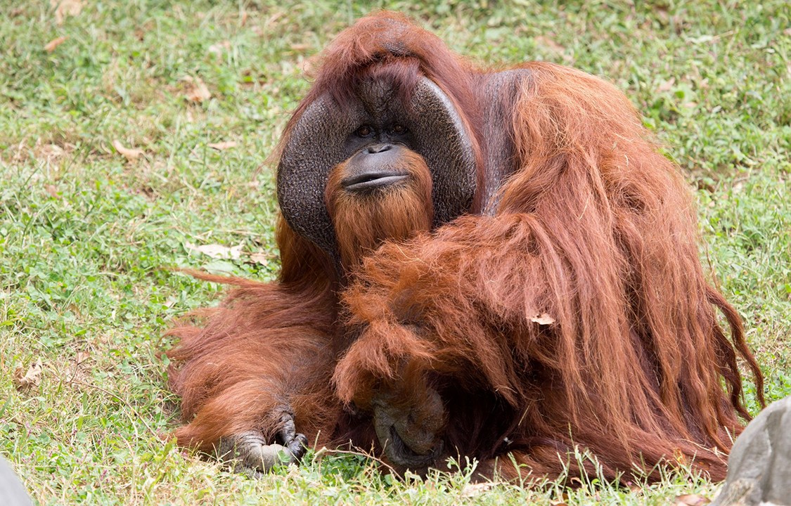 Orangotanto Chantek, do zoológico de Atlanta