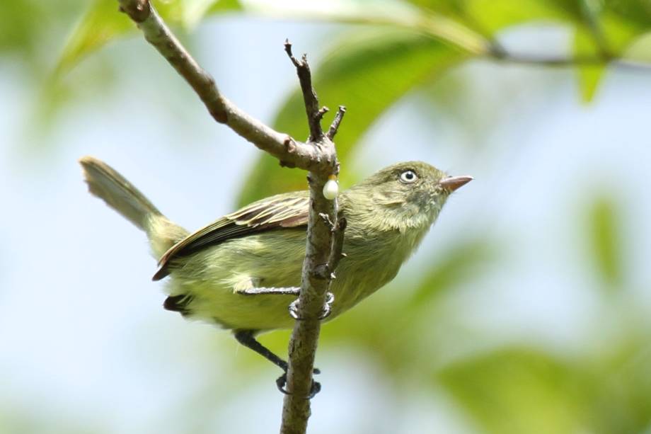 Poiaeiro-de-chico-mendes ('Zimmerius chicomendesi'), um dos pássaros descritos no relatório. Seu nome é uma homenagem ao seringueiro e ambientalista Francisco Alves Mendes Filho. Esse pássaro habita áreas de campina e áreas arbustivas planas, arenosas e pouco drenadas. É um importante dispersor de sementes de frutos que é prioritariamente frugívoro, mas pode se alimentar de insetos dependendo da época Poiaeiro-de-chico-mendes ('Zimmerius chicomendesi'), um dos pássaros descritos no relatório. Seu nome é uma homenagem ao seringueiro e ambientalista Francisco Alves Mendes Filho. Esse pássaro habita áreas de campina e áreas arbustivas planas, arenosas e pouco drenadas. É um importante dispersor de sementes de frutos que é prioritariamente frugívoro, mas pode se alimentar de insetos dependendo da época