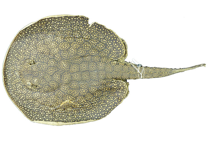 A arraia de água doce 'Potamotrygon limai', encontrada no estado de Rondônia, no rio Jamari, bacia do alto rio Madeira. Até então, esse animal era confundido com outro do mesmo gênero -- mas uma revisão de suas características mostrou uma variação ainda maior na coloração desses animais A arraia de água doce 'Potamotrygon limai', encontrada no estado de Rondônia, no rio Jamari, bacia do alto rio Madeira. Até então, esse animal era confundido com outro do mesmo gênero -- mas uma revisão de suas características mostrou uma variação ainda maior na coloração desses animais