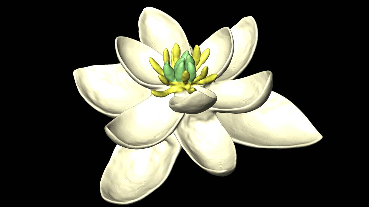 Primeira flor do mundo