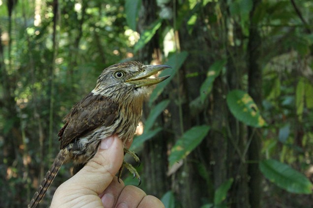 Outra imagem do pássaro 'Nystalus obamai', também conhecido como rapazinho-estriado-do-oeste