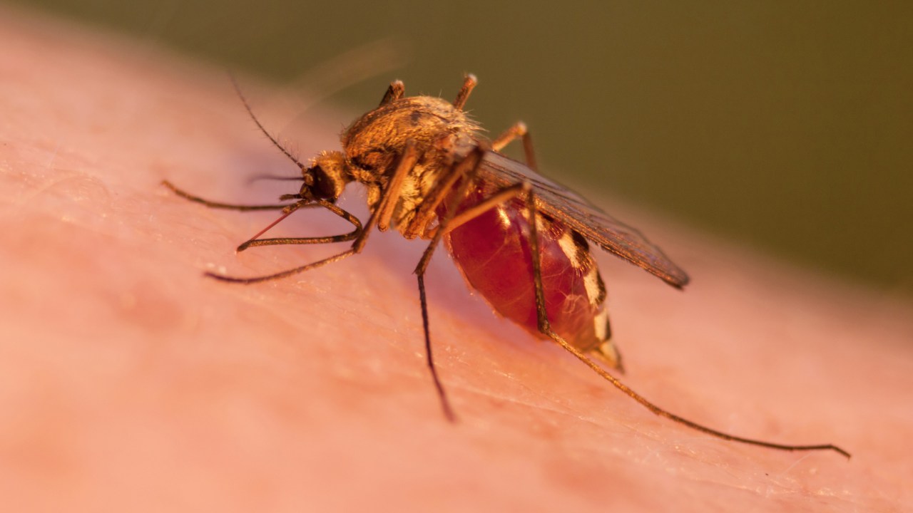 Mosquito sugando sangue