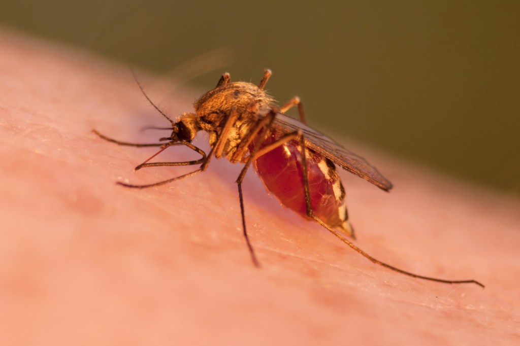 Mosquito sugando sangue