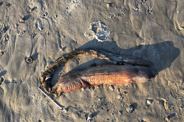 Biólogos acreditam se tratar de uma enguia ou um peixe que foi arrastado até a praia pela tempestade provocada pelo furacão Harvey