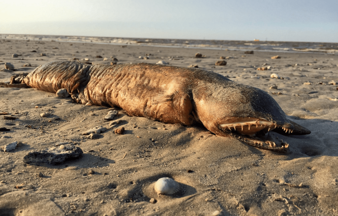 Animal estranho apareceu no Texas após passagem do furacão Harvey