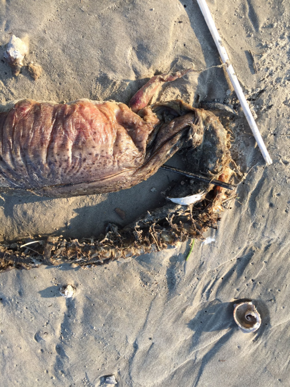 Biólogos acreditam se tratar de uma enguia ou um peixe que foi arrastado até a praia pela tempestade provocada pelo furacão Harvey Biólogos acreditam se tratar de uma enguia ou um peixe que foi arrastado até a praia pela tempestade provocada pelo furacão Harvey