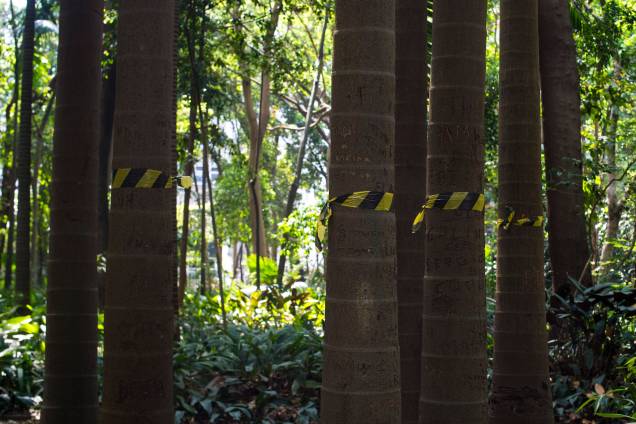 Palmeiras seafortia no Parque Trianon, em São Paulo Palmeiras seafortia no Parque Trianon, em São Paulo