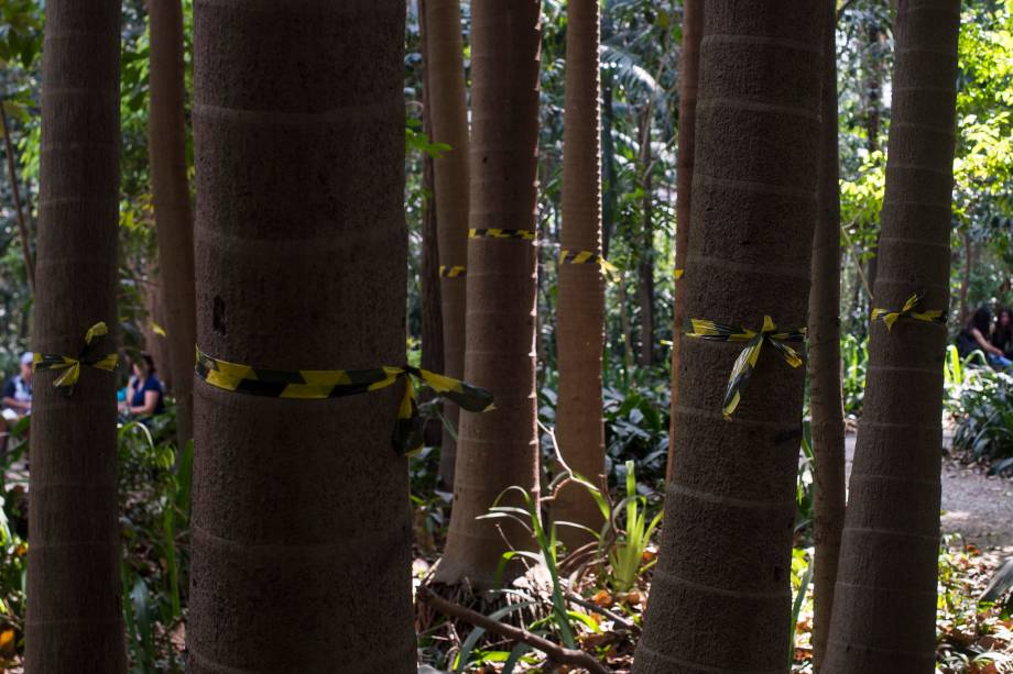 Palmeiras seafortia no Parque Trianon, em São Paulo Palmeiras seafortia no Parque Trianon, em São Paulo