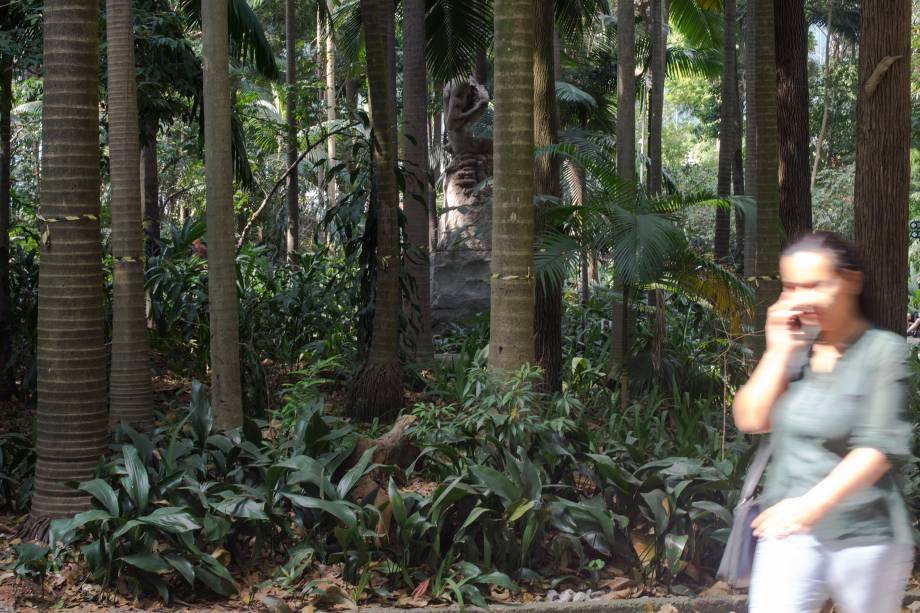 Palmeiras seafortia no Parque Trianon, em São Paulo Palmeiras seafortia no Parque Trianon, em São Paulo
