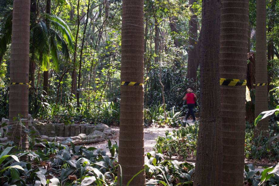 Palmeiras seafortia no Parque Trianon, em São Paulo Palmeiras seafortia no Parque Trianon, em São Paulo