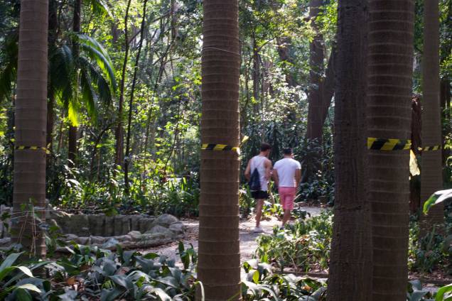 Palmeiras seafortia no Parque Trianon, em São Paulo Palmeiras seafortia no Parque Trianon, em São Paulo