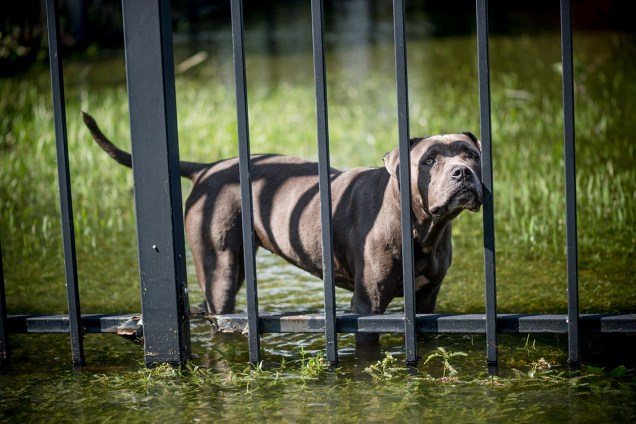 Cachorro aguarda resgate em jardim alagado por tempestade trazida pelo furacão Harvey, em Louisiana
