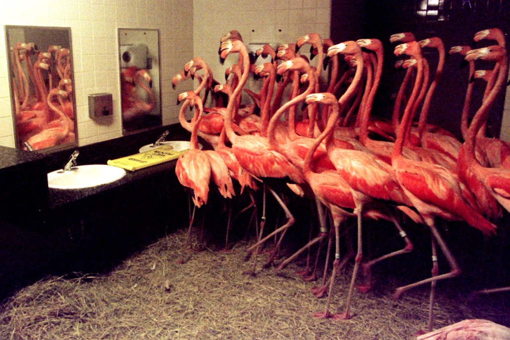 Flamingos caribenhos