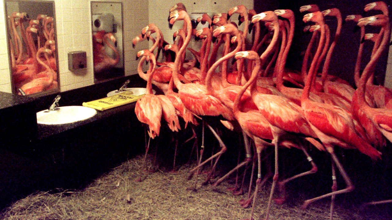 Flamingos caribenhos