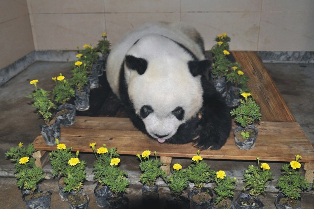Morreu aos 37 anos o panda Basil, o mais antigo da espécie até então, com o equivalente a mais de 100 anos humanos. Seus cuidadores do zoológico de Fuzhou, na China, disseram que ele teve uma despedida digna emotiva de uma celebridade menor - 14/09/2017