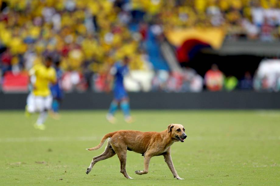 Cachorro invade campo durante partida entre Colômbia e Brasil, em Barranquilla