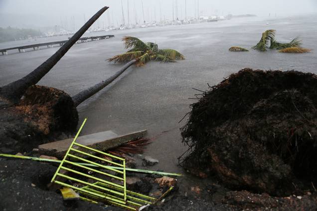 Árvores são arrancadas pela força do vento, devido ao furacão Irma, em Fajardo, Porto Rico