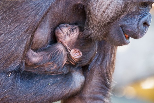 Mbeli, uma gorila de planície ocidental do zoológico Taronga de Sydney, na Austrália, alimenta seu bebê ainda sem nome, nascido no dia 1 de setembro - 08/09/2017