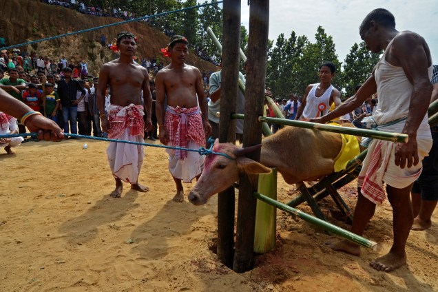 Devotos hindus se preparam para sacrificar um búfalo como parte de um ritual durante o festival Durga Puja em um templo nos arredores de Guwahati, na Índia - 28/09/2017