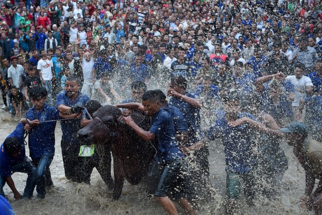 Devotos hindus jogam água em um búfalo que será sacrificado durante o Festival Hindu Dashain em Bhaktapur, nos arredores de Katmandu, no Nepal. Dashain é o festival mais longo e mais auspicioso do calendário nepalês e celebra o triunfo do bem sobre o mal - 29/09/2017