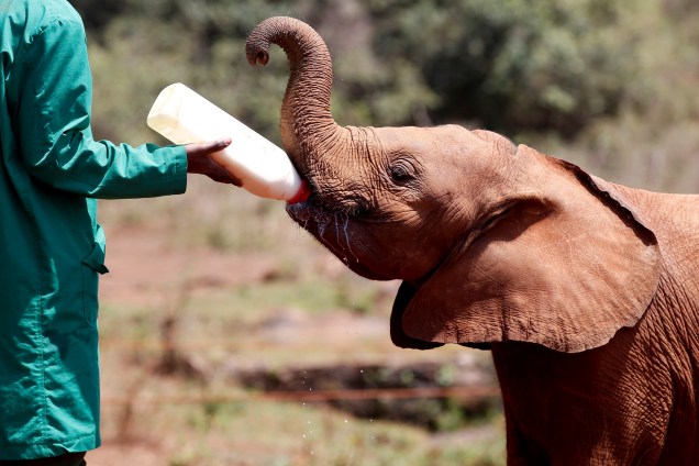 Um bebê elefante órfão recebe sua mamadeira no orfanato de elefantes selvagens David Sheldrick, dentro do Parque Nacional de Nairobi, no Quênia - 18/09/2017