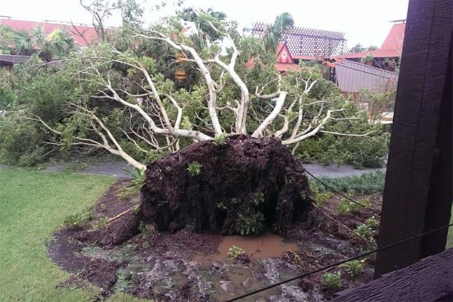 Árvore caída após passagem do furacão Irma nos parques da Disney em Orlando nos Estados Unidos