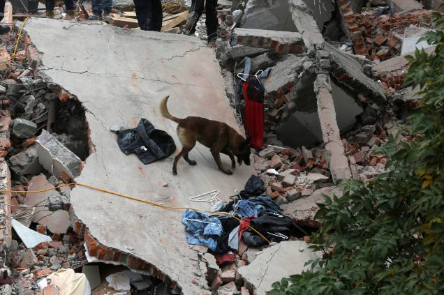 Um cachorro do corpo de bombeiros ajuda na busca por sobreviventes, em meio aos destroços de edifícios abalados pelo terremoto de 7,1 graus que atingiu a Cidade do México - 19/09/2017
