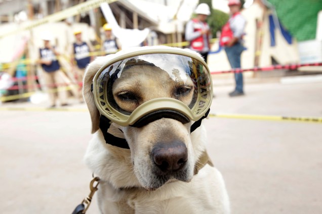 Cão de resgate usa óculos de proteção durante busca por sobreviventes, na Cidade do México - 22/09/2017