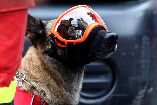 Cão de resgate usa óculos de proteção durante busca por sobreviventes, na Cidade do México