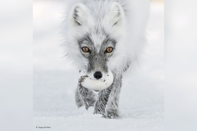 Uma raposa antártica carrega o ovo de ganso-das-neves que acabou de roubar de um ninho até um local seguro para devorá-lo
