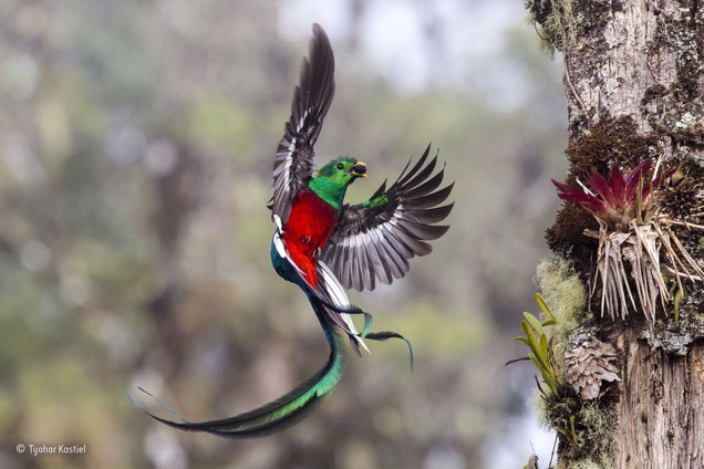 Um quetzal, ave e<span>ncontrada nas zonas tropicais da América Central, carrega uma pequena fruta até seu ninho, para alimentar seus dois filhotes. O fotógrafo observou o casal de aves e suas crias, que construíram seu lar em uma floresta da Costa Rica, por mais de uma semana antes de fazer o clique.</span>