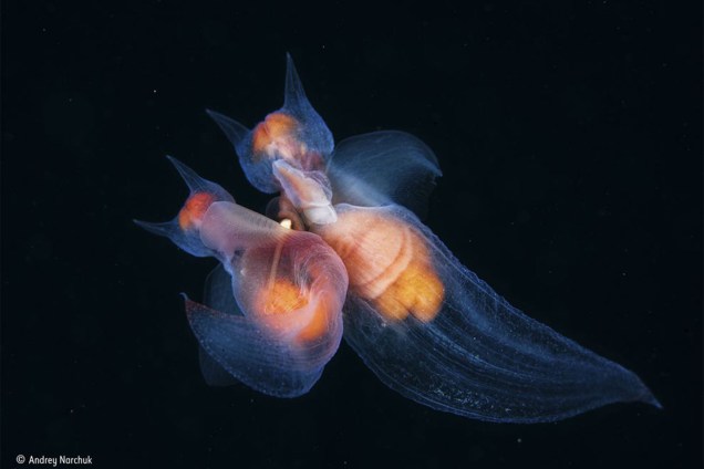 Anjos-do-mar preparando-se para o acasalamento. Esses moluscos, parentes dos caracóis, são hermafroditas e possuem aparelhos reprodutores de ambos sexos. Durante o acasalamento, os dois inserem seus órgãos copuladores no parceiro e trocam esperma em sintonia.