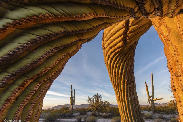 Um saguaro, tipo de cacto nativo do México e Estados Unidos, é fotografado no <span>Monumento Nacional do Deserto de Sonoran, no estado americano do Arizona. Ele media mais de 12 metros de altura e suas raízes se espalhavam por uma superfície quase tão extensa.</span>