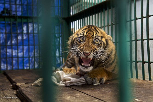 Filhote de tigre acuado em uma jaula depois de ter sido resgatado para tratar um ferimento em sua perna traseira. O animal ficou preso em uma armadilha por quatro dias antes de ser encontrado na floresta em que estava, localizada na ilha indonésia de Sumatra