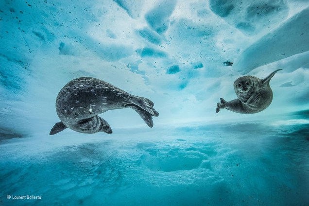 Uma mãe leva seu filhote para nadar pela primeira vez, no começo da primavera, no leste da Antártida
