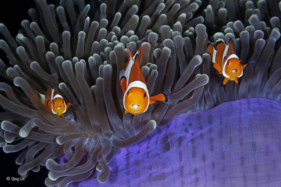 Peixes-palhaço exibem pequenos pares de olhos, que pertencem a um parasita, no interior de suas bocas. Os pequenos crustáceos entram pelas brânquias dos peixes e se instalam em suas línguas.