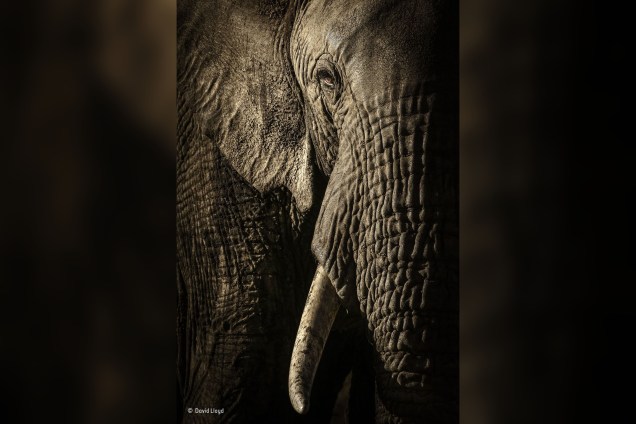 Líder de uma manada de elefantes encara o fotógrafo enquanto ele captura a essência de seus olhos cor de âmbar e suas pesadas dobras na pele. O bando conduzido pela fêmea estava se dirigindo a um poço d'água localizado na Reserva Nacional de Maasai Mara, no Quênia.