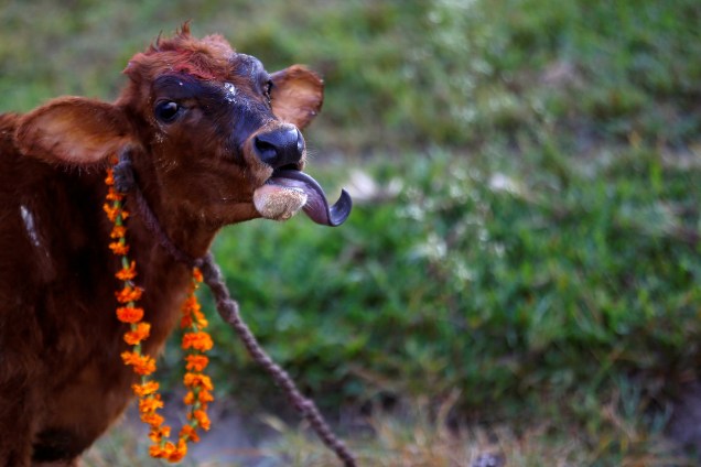 Uma vaca usando guirlanda é fotografada após as cerimônias religiosas realizadas no festival Tihar, também chamado de Diwali, em Katmandu, no Nepal - 19/10/2017