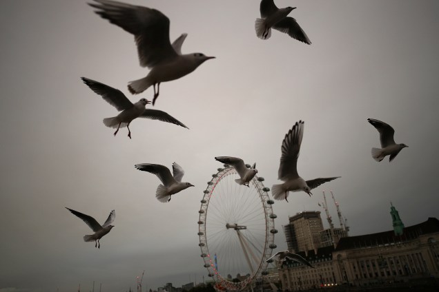Gaivotas voam sobre a ponte de Westminster em Londres, Grã-Bretanha, fugindo do Furacão Ophelia, que se aproxima do continenta - 16/10/2017