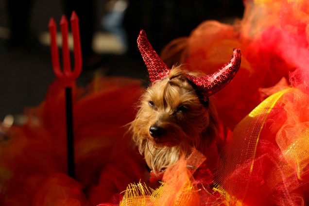 Cão fantasiado participa da 27ª parada anual de Halloween no Tompkins Square Park em Nova York