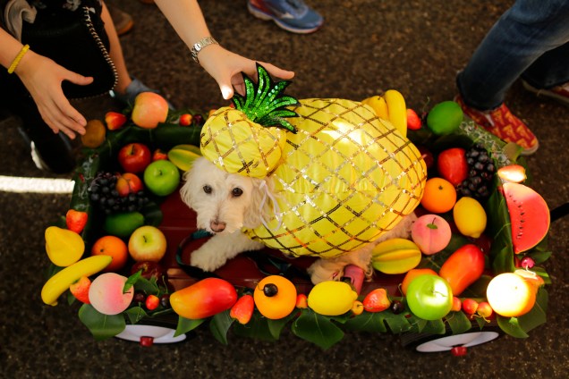 Cão vestido de abacaxi participa da parada anual de Halloween no Tompkins Square Park em Nova York