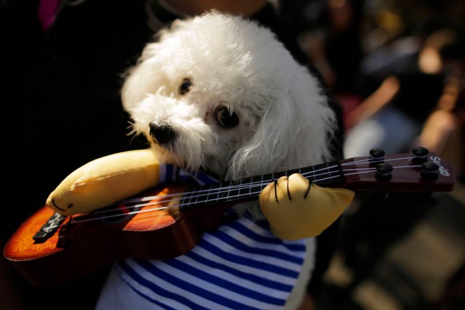Cão fantasiado com um violão participa da 27ª parada anual de  Halloween no Tompkins Square Park em Nova York