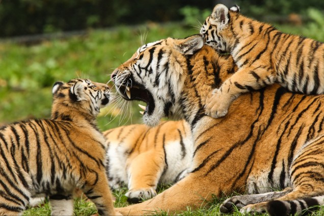 Filhotes de tigre siberiano nascidos em junho, brincam com seu pai, chamado Yasha, no zoológico Tierpark Hagenbeck em Hamburgo, norte da Alemanha - 26/10/2017