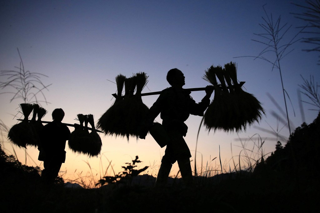 Imagens do dia - Época de colheita em Liuzhou, na China