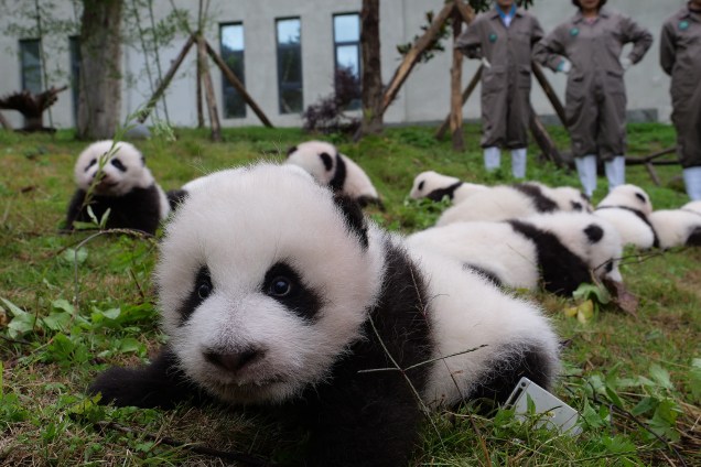 Filhotes de panda são fotografados no momento de lazer no Centro de Conservação e Pesquisa de Pandas Gigantes da Shenshuping, em Wenchuan, na província de Sichuan, no sudoeste da China - 13/10/2017