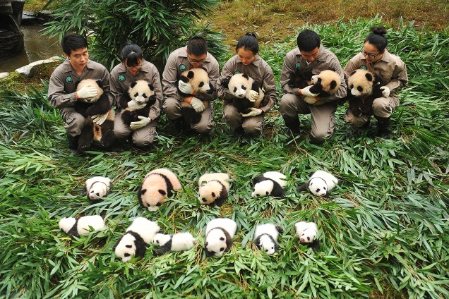 Filhotes de panda são fotografados no Centro de Conservação e Pesquisa de Pandas Gigantes da Shenshuping, em Wenchuan, na província de Sichuan, no sudoeste da China - 13/10/2017
