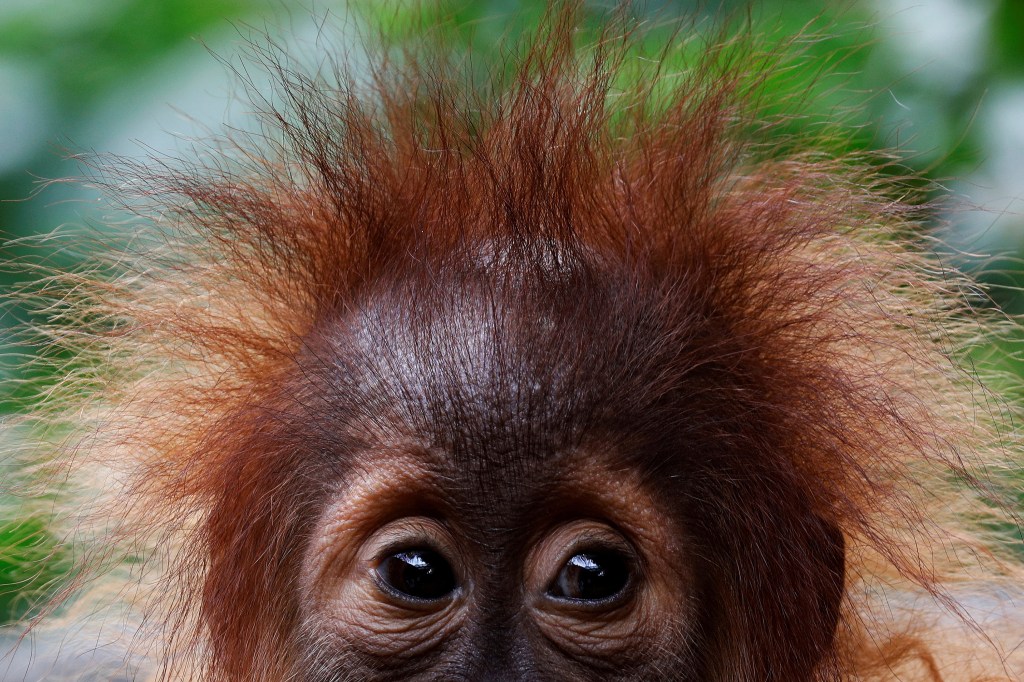 Imagens do dia - Bebê Orangotango em Singapura