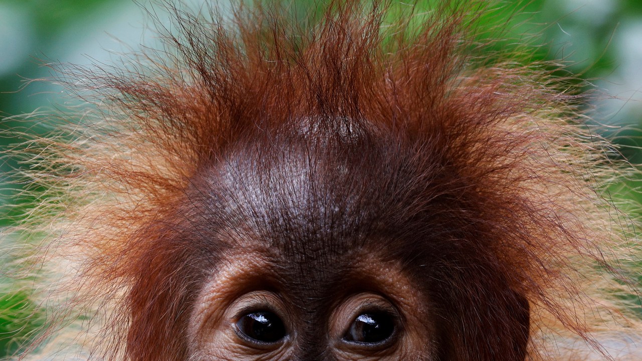 Imagens do dia - Bebê Orangotango em Singapura